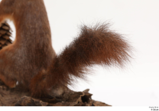 Squirrel  2 tail 0005.jpg